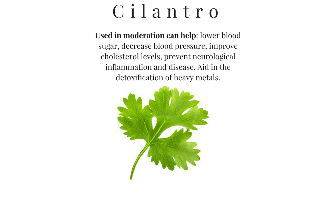 Therapeutic Benefits of Cilantro